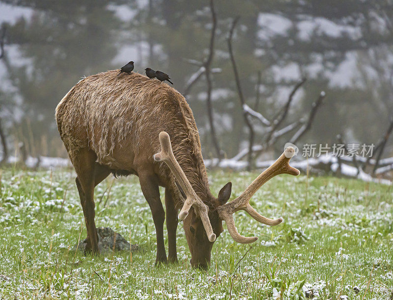 雄性落基山麋鹿(Cervus elaphus)是在落基山脉和黄石国家公园发现的麋鹿亚种。春天的时候，鹿角上长着天鹅绒。